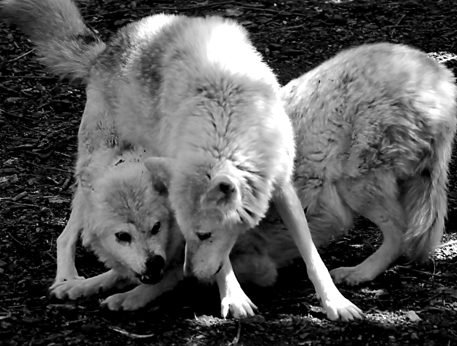 Grey Wolves