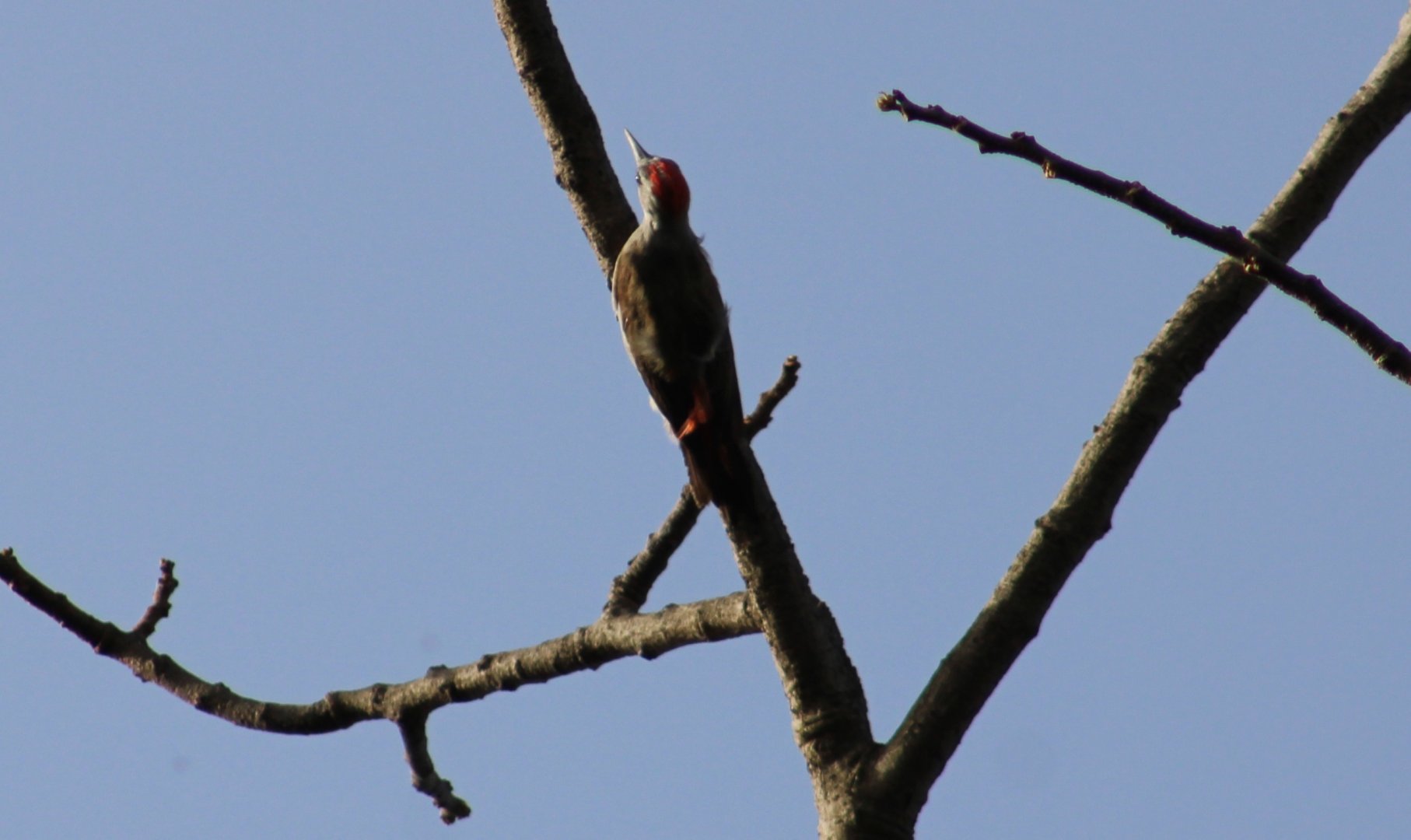 Grey woodpecker