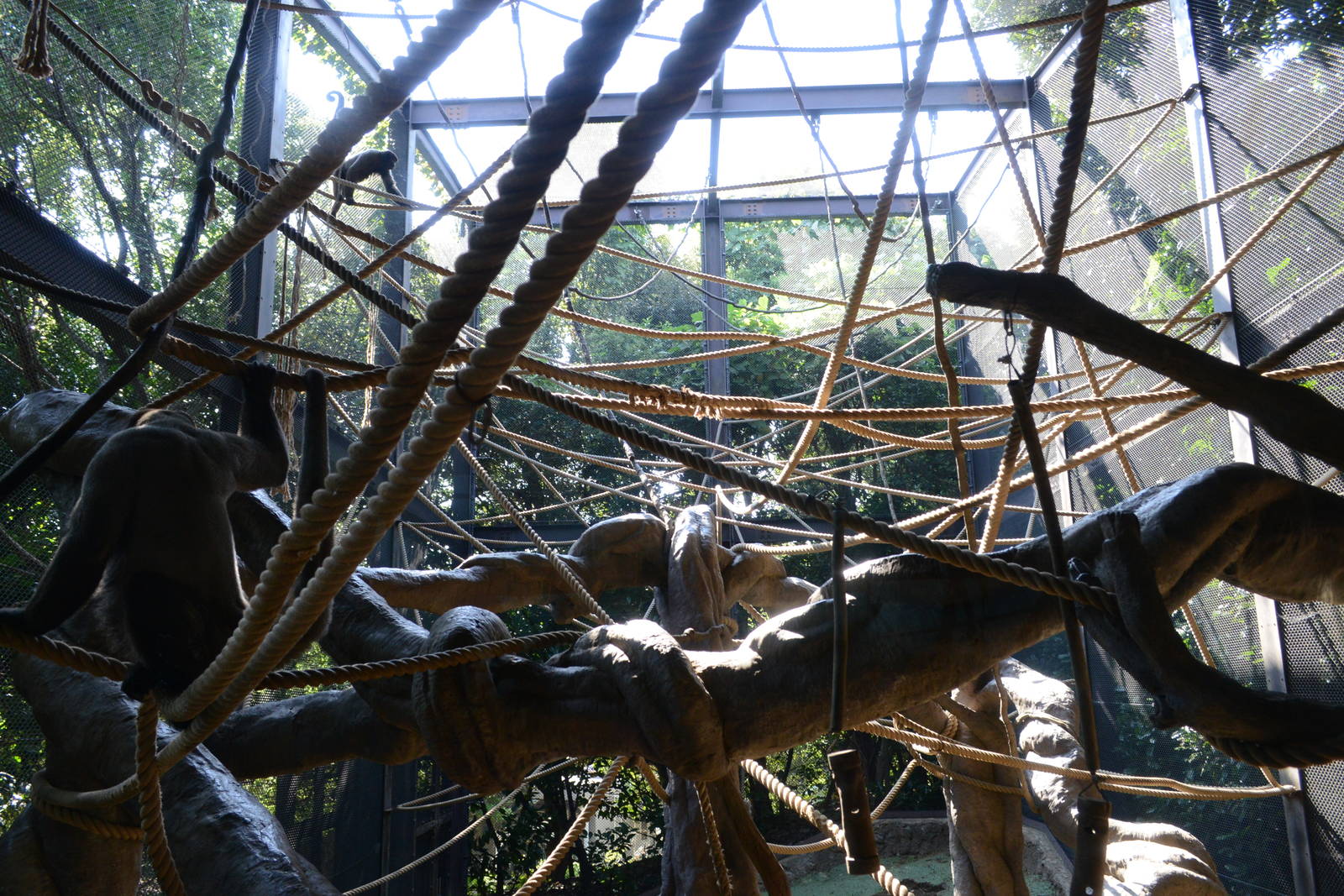 Grey woolly monkey exhibit