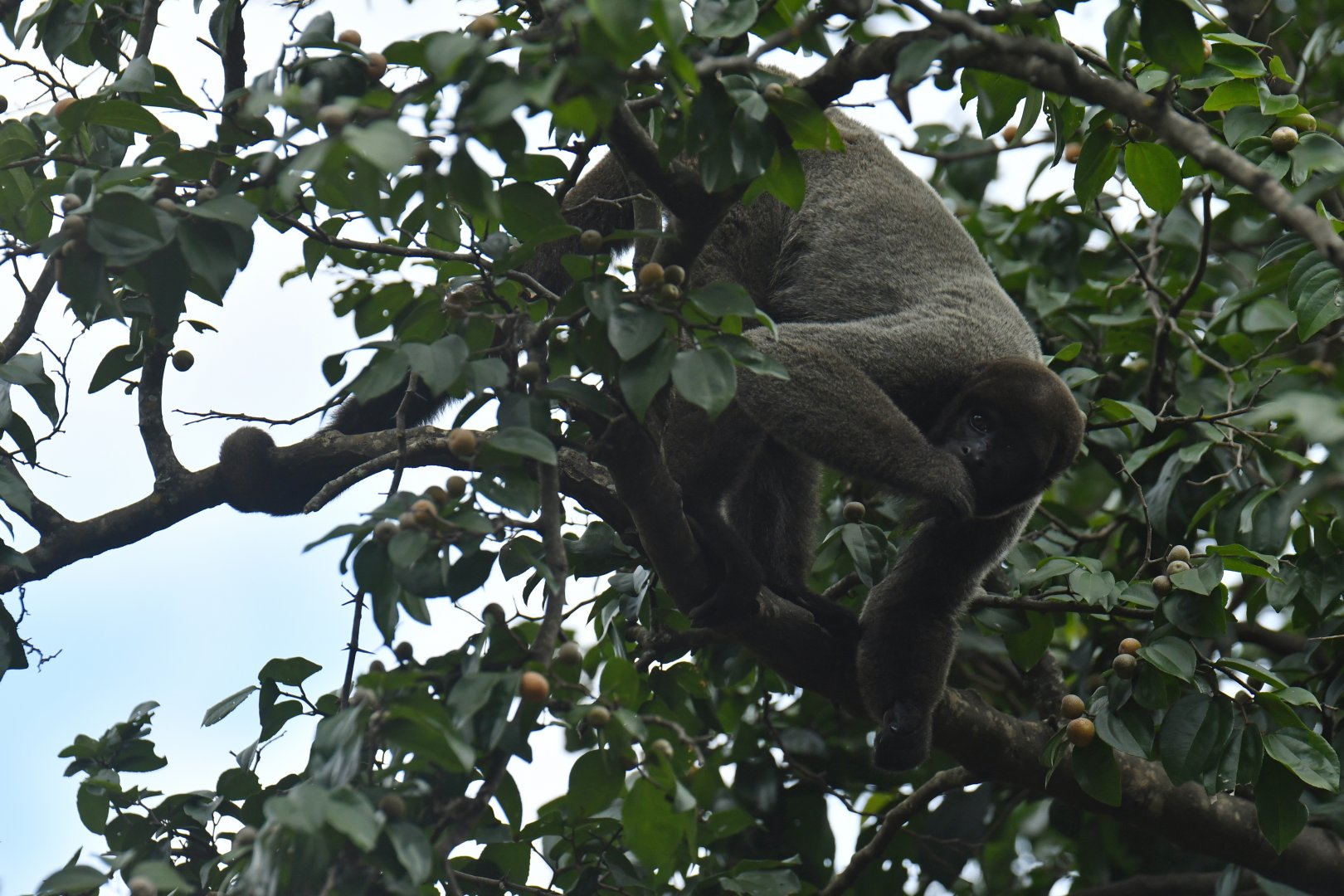 Grey woolly monkey (Lagothrix cana)