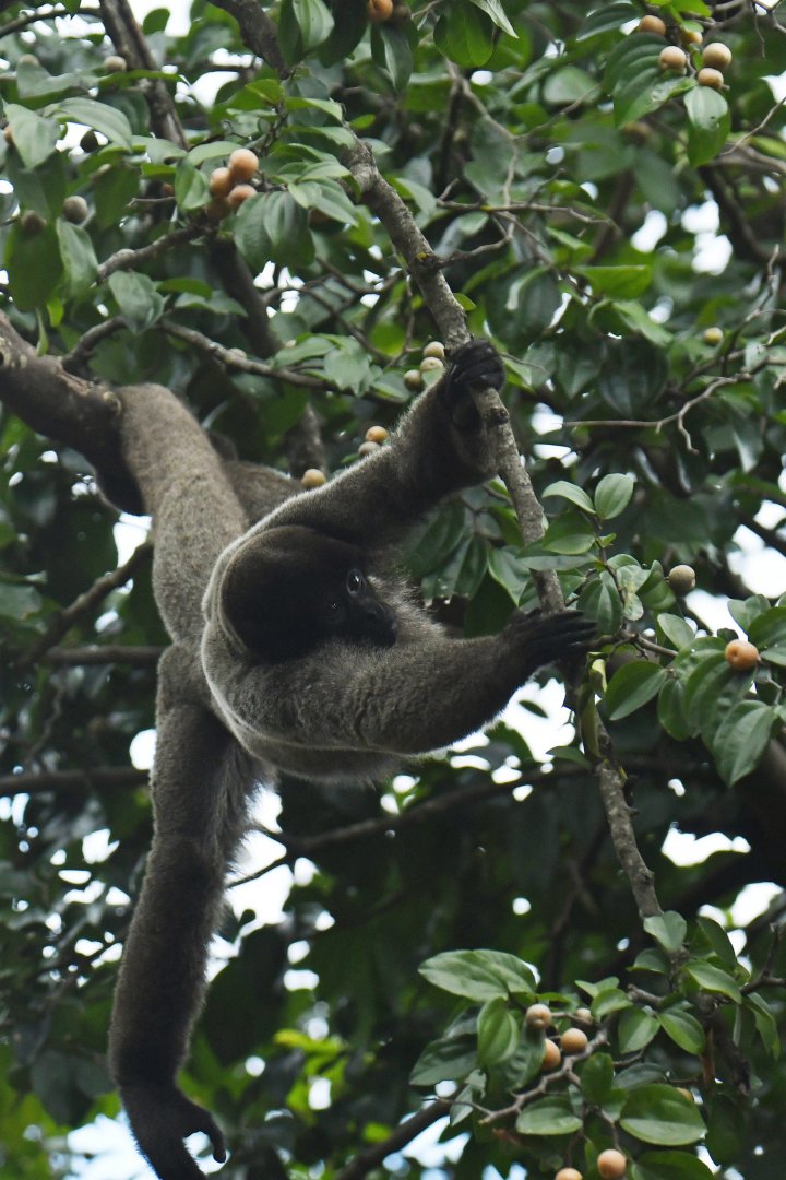 Grey woolly monkey (Lagothrix cana)