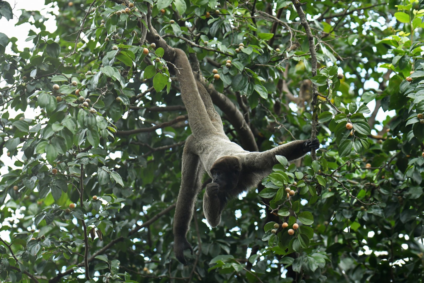 Grey woolly monkey (Lagothrix cana)