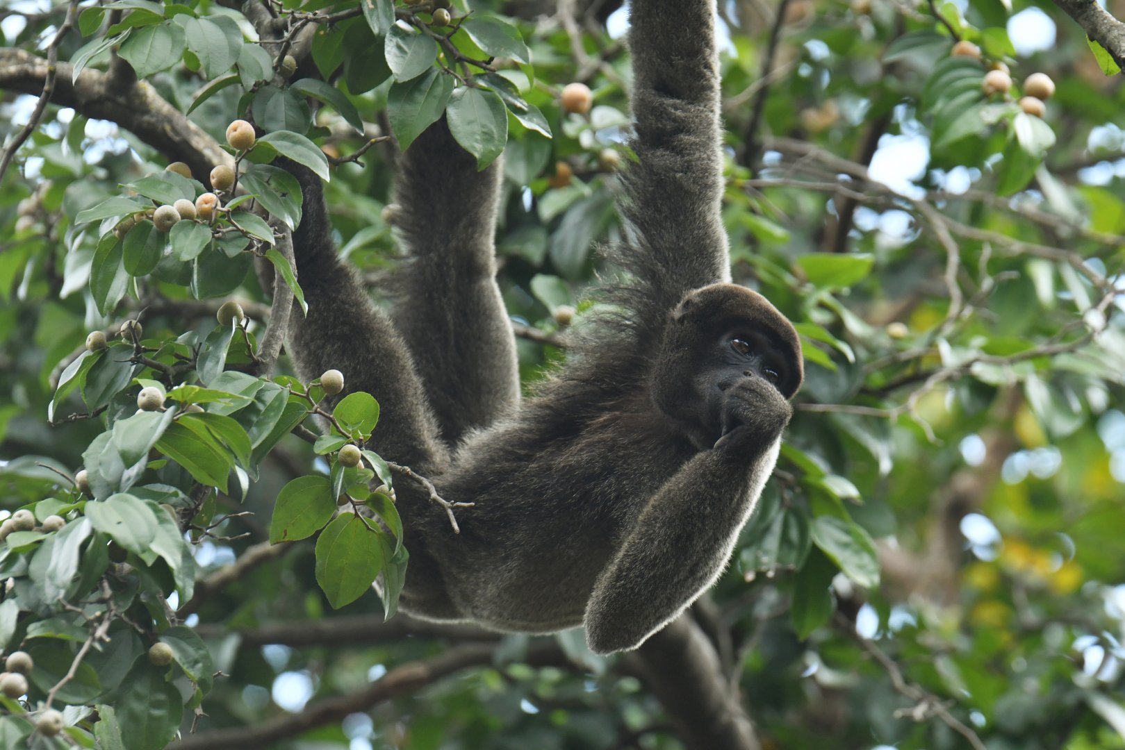 Grey woolly monkey (Lagothrix cana)