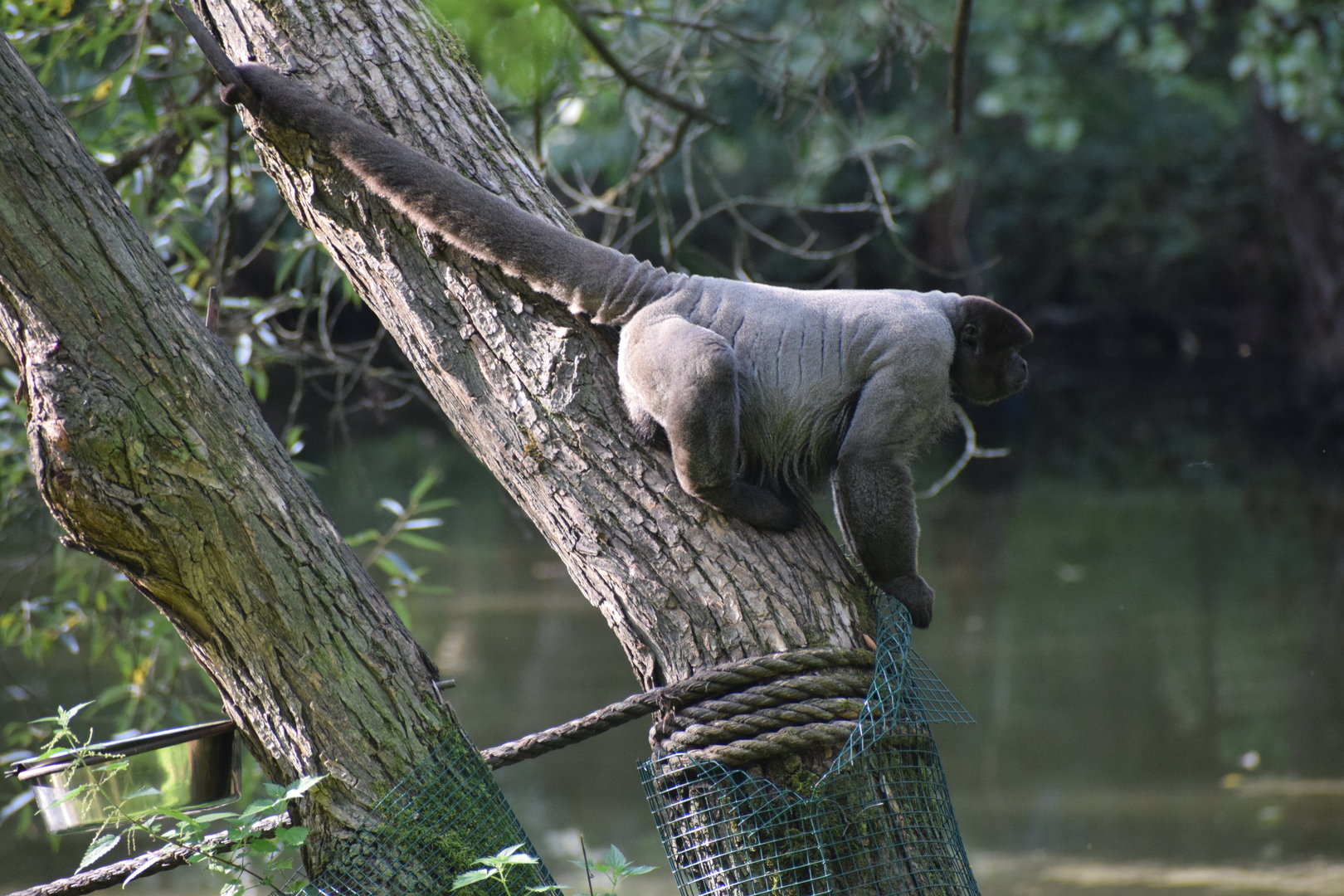 Grey woolly monkey - September 2023
