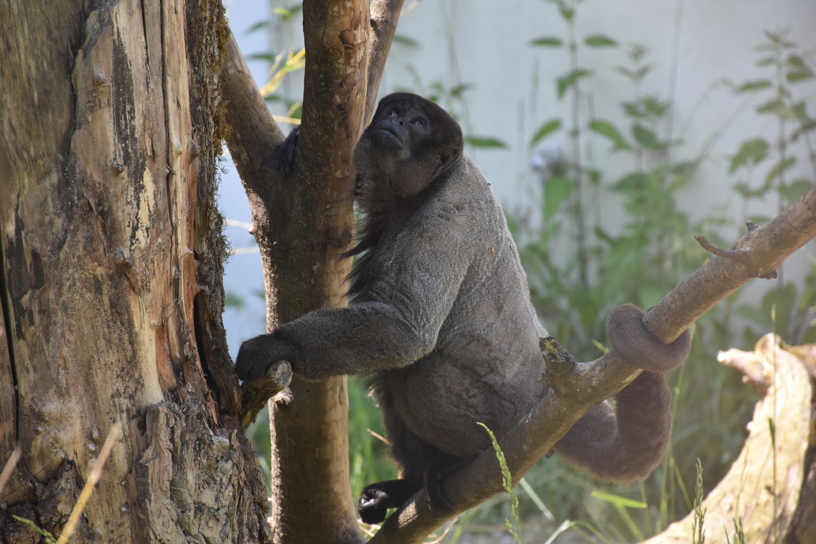 Grey woolly monkey