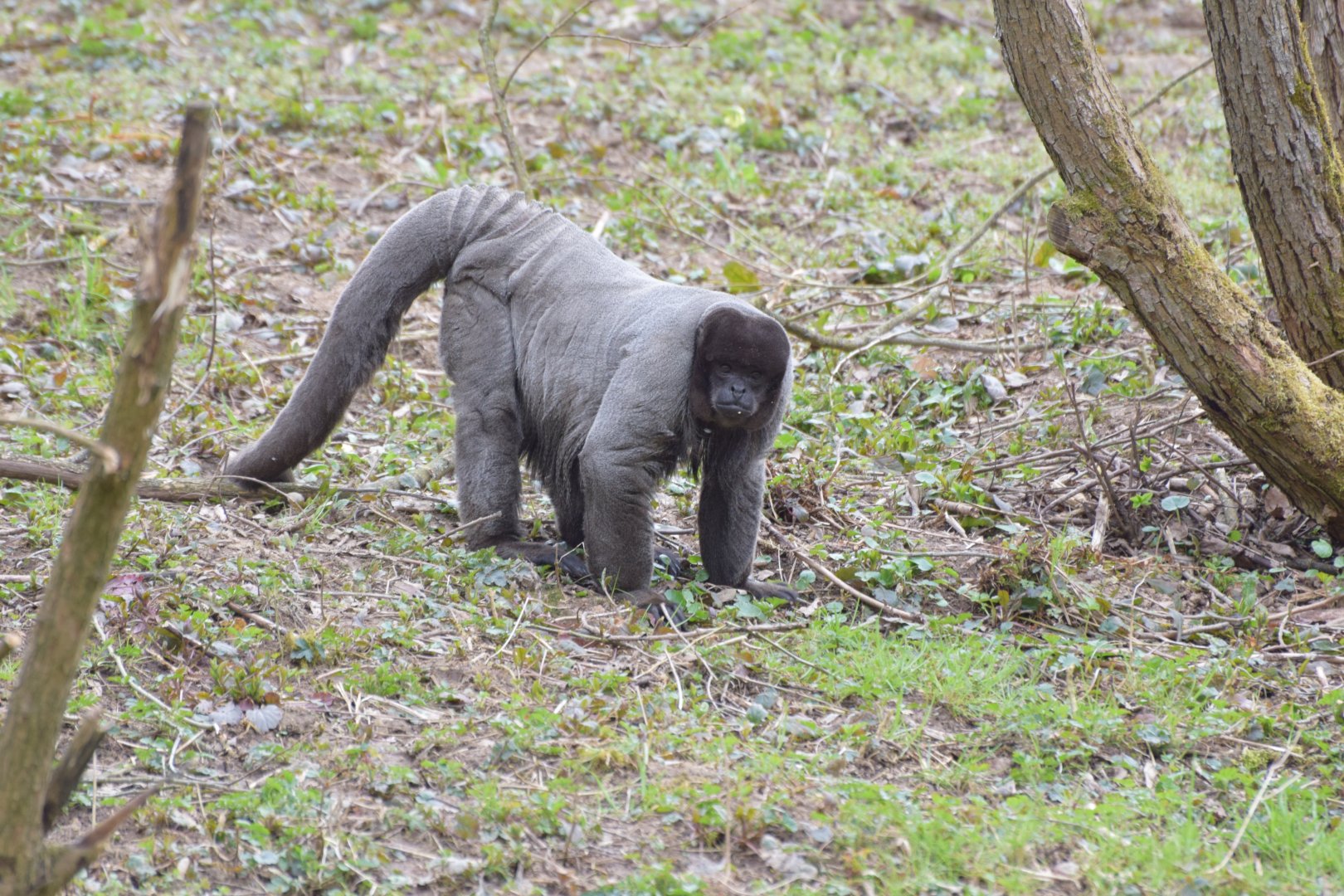 Grey woolly monkey