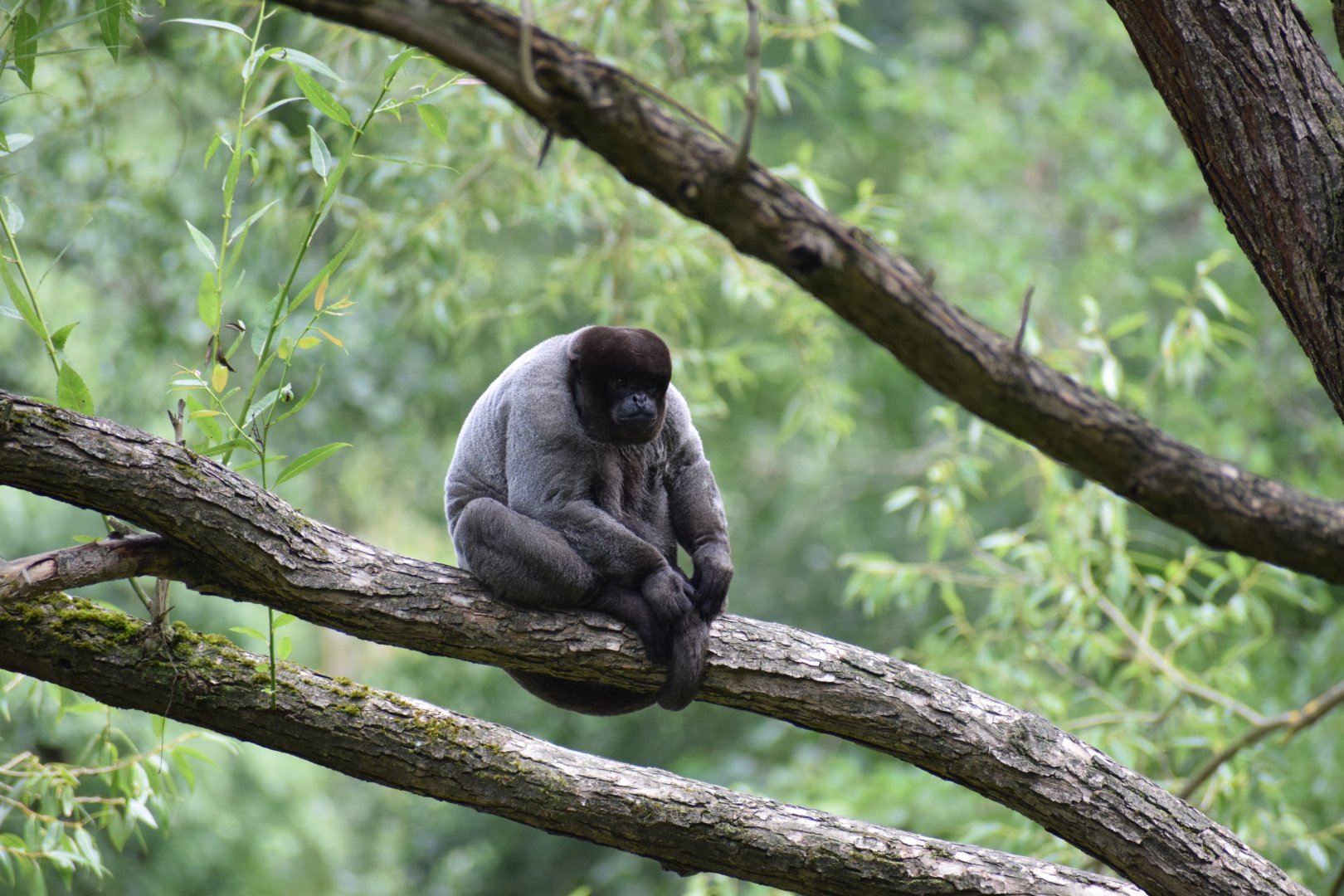 Grey woolly monkey
