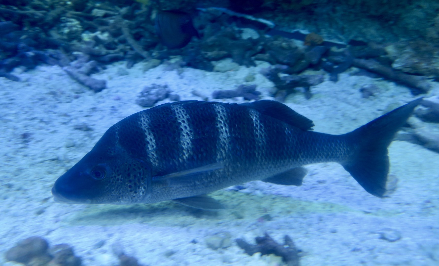 Greybar Grunt (Haemulon sexfasciatum)