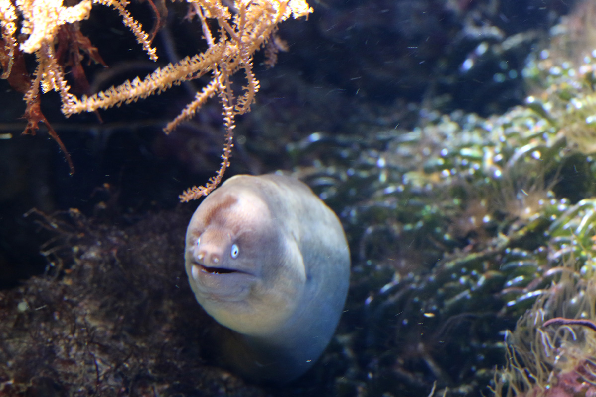 Greyface Moray Eel at ZSL London Zoo 2/11/2018