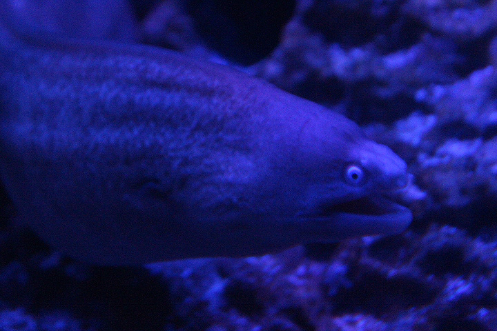 Greyface moray (Gymnothorax thyrsoideus)