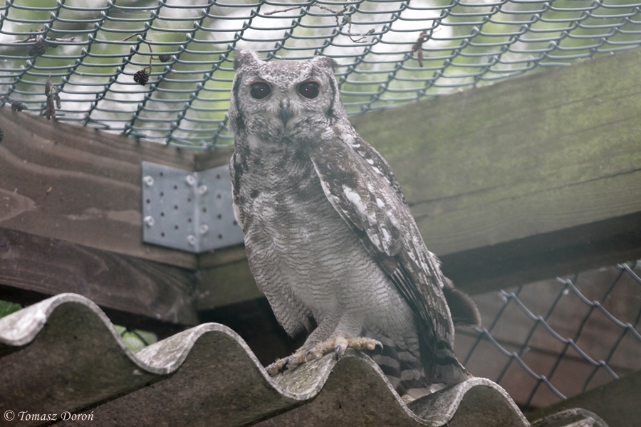 Greyish Eagle Owl (Bubo cinerascens)