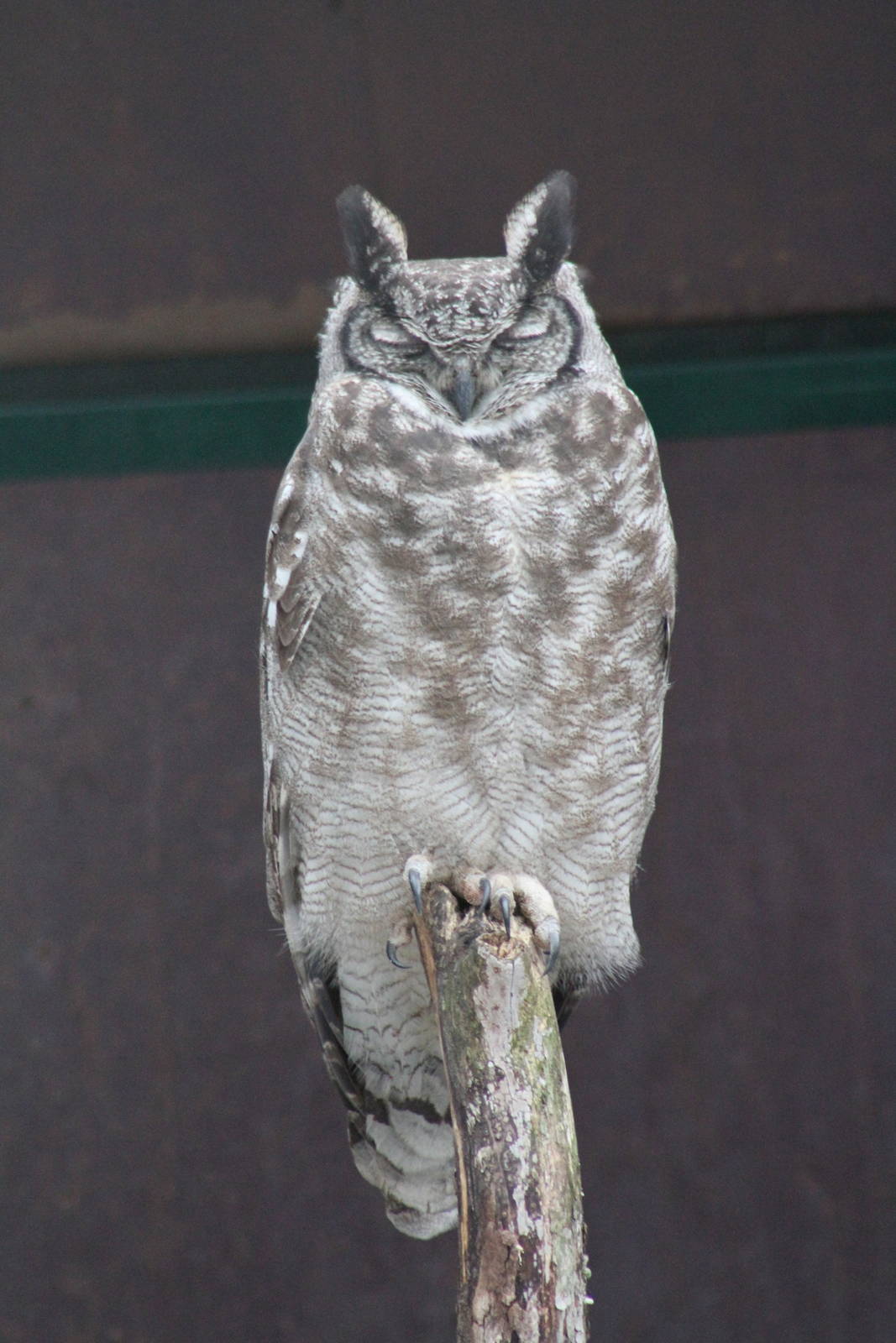 Greyish Eagle-Owl (Bubo cinerascens)