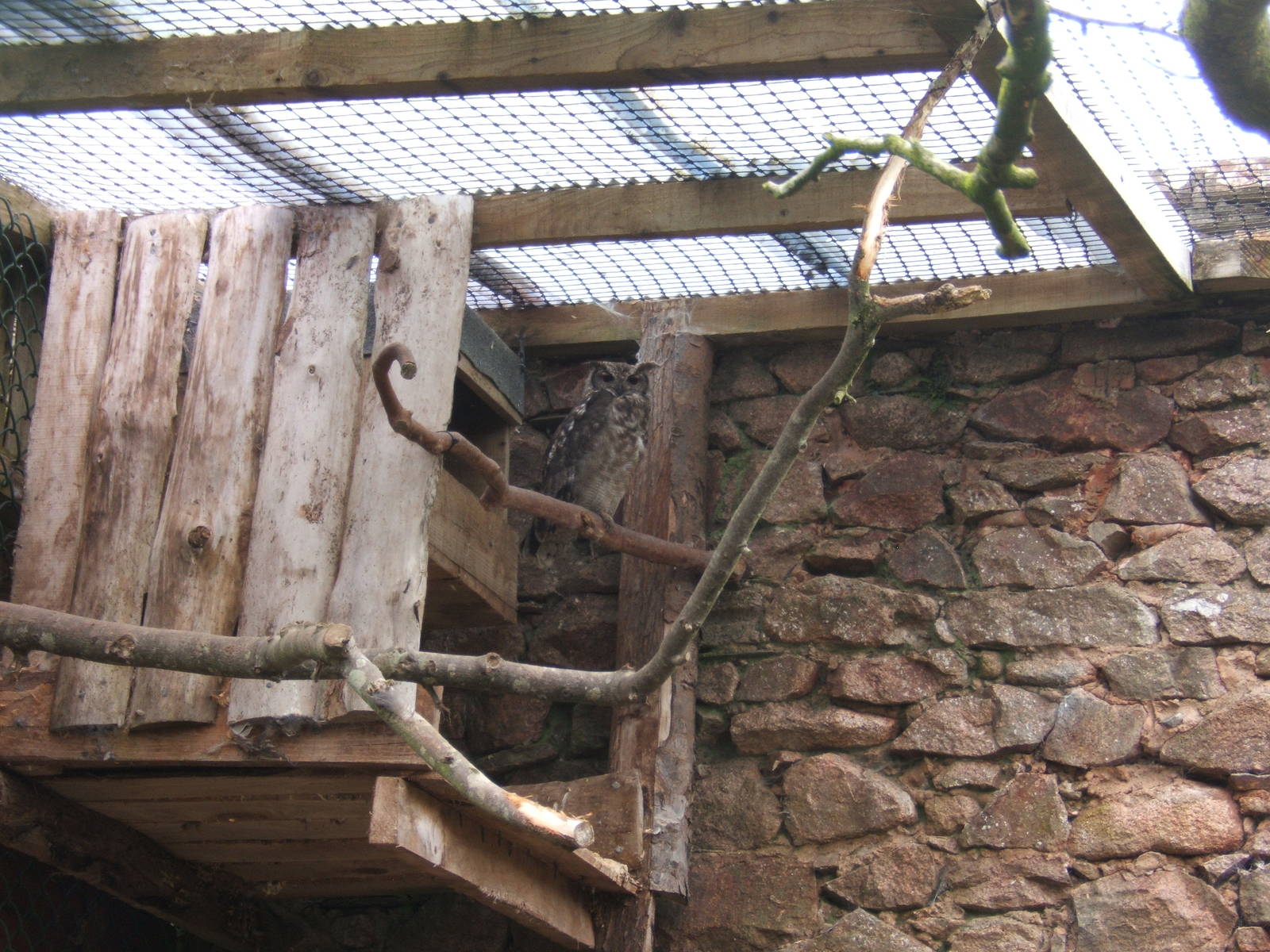 Greyish Eagle Owl (Bubo cinerascens)