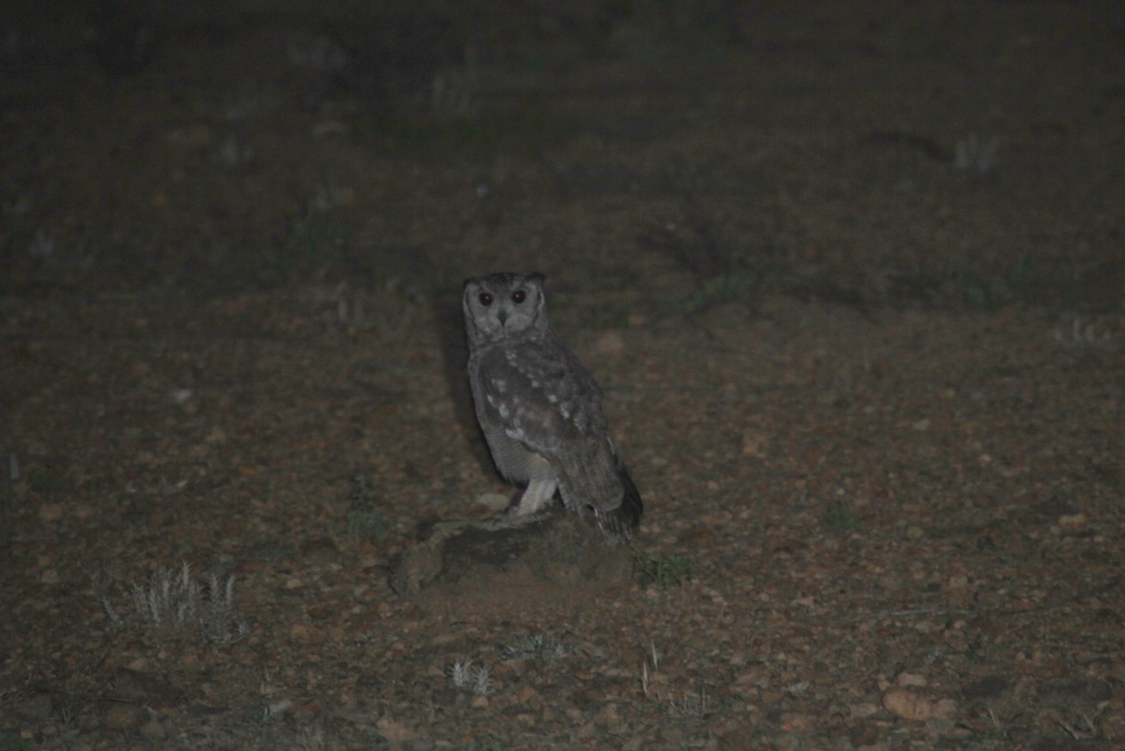 greyish eagle-owl or vermiculated eagle-owl (Bubo cinerascens)