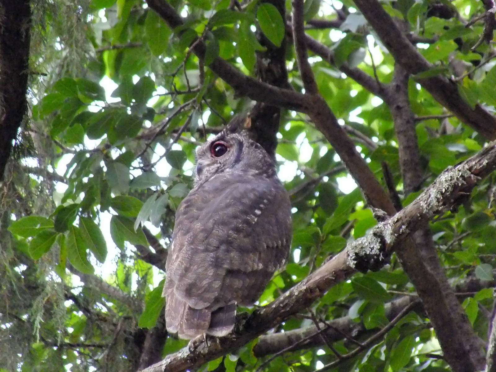 Greyish Eagle Owl