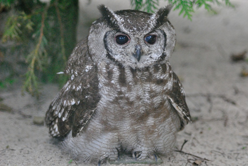 Greyish eagle owl