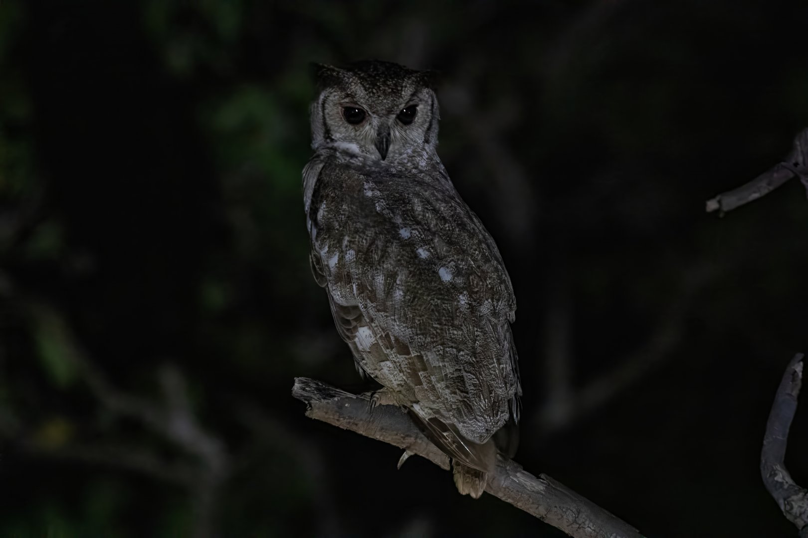 Greyish Eagle Owl