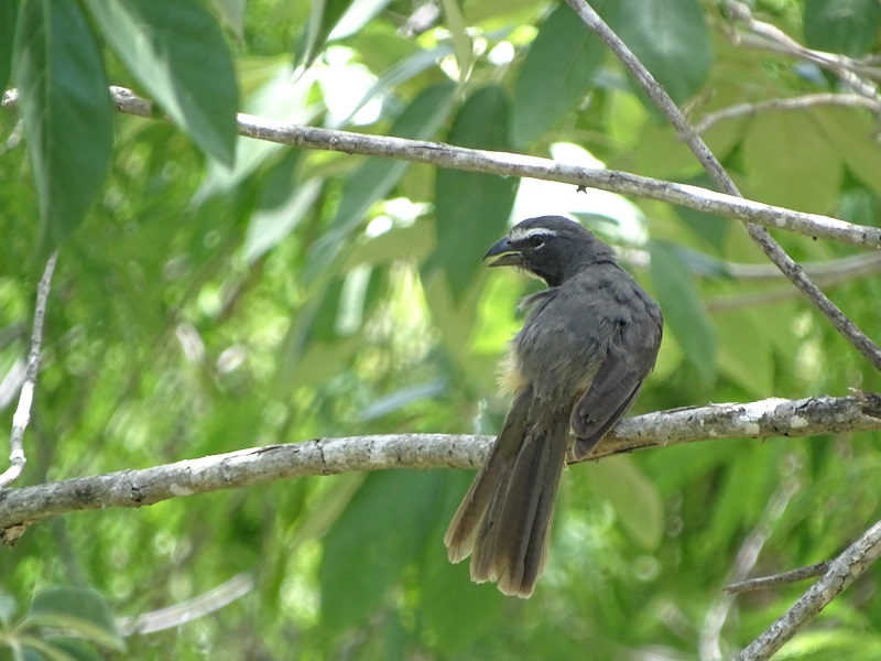 Greyish saltator (Saltator coerulescens)
