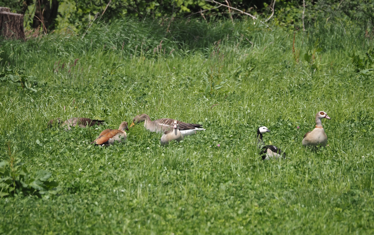 Greylag geese (Anser anser), Egyptian geese (Alopochen aegyptiaca) and Barnacle goose (Branta leucopsis), Zwillbrocker Venn, 2025-05-26