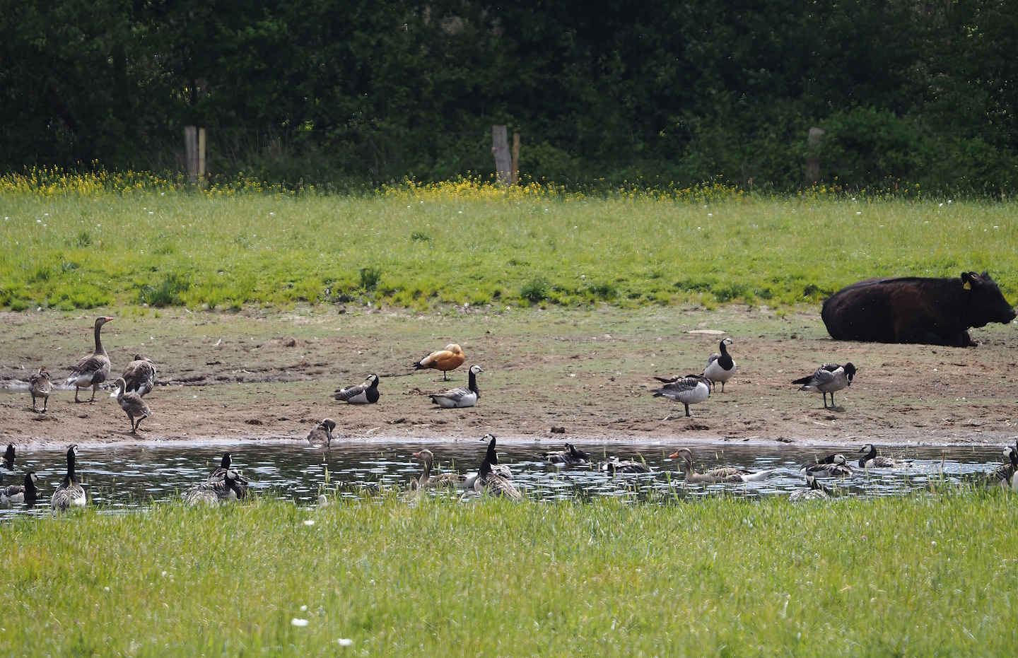 Greylag geese, Barnacle geese and Ruddy shelduck in and around pool in cattle meadow, Zwillbrocker Venn, 2025-05-26