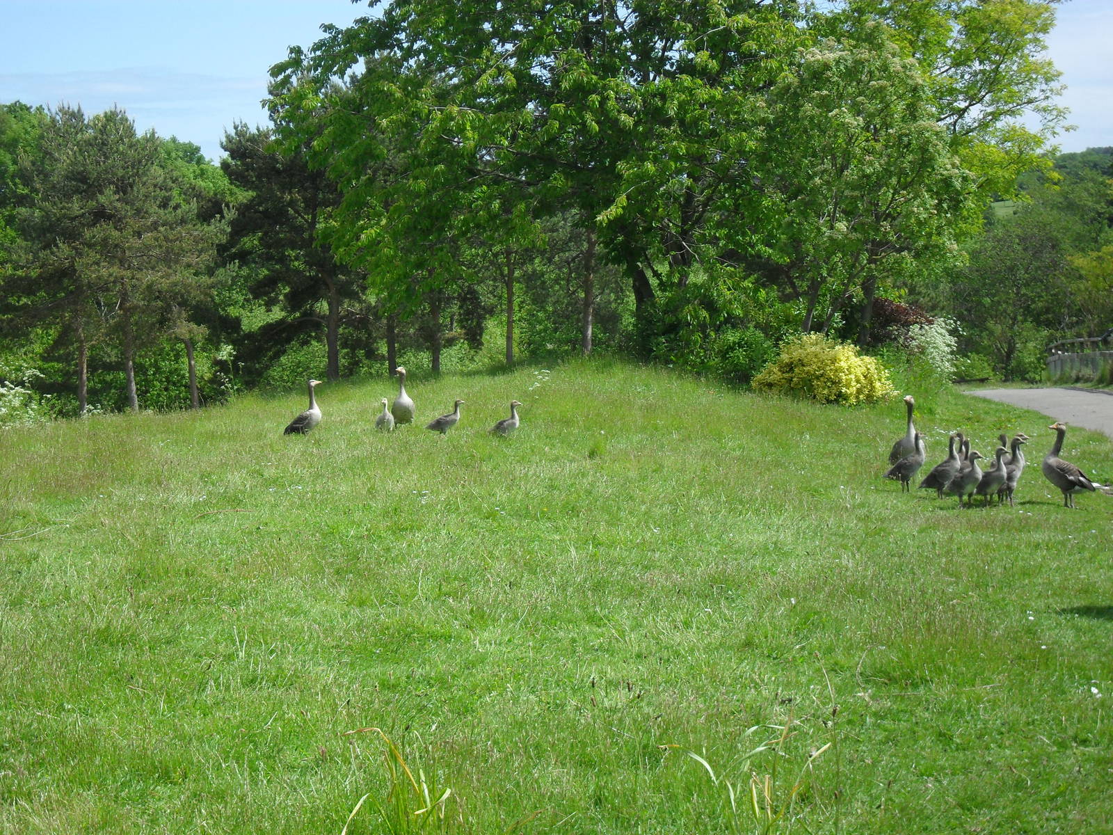 Greylag Geese Family