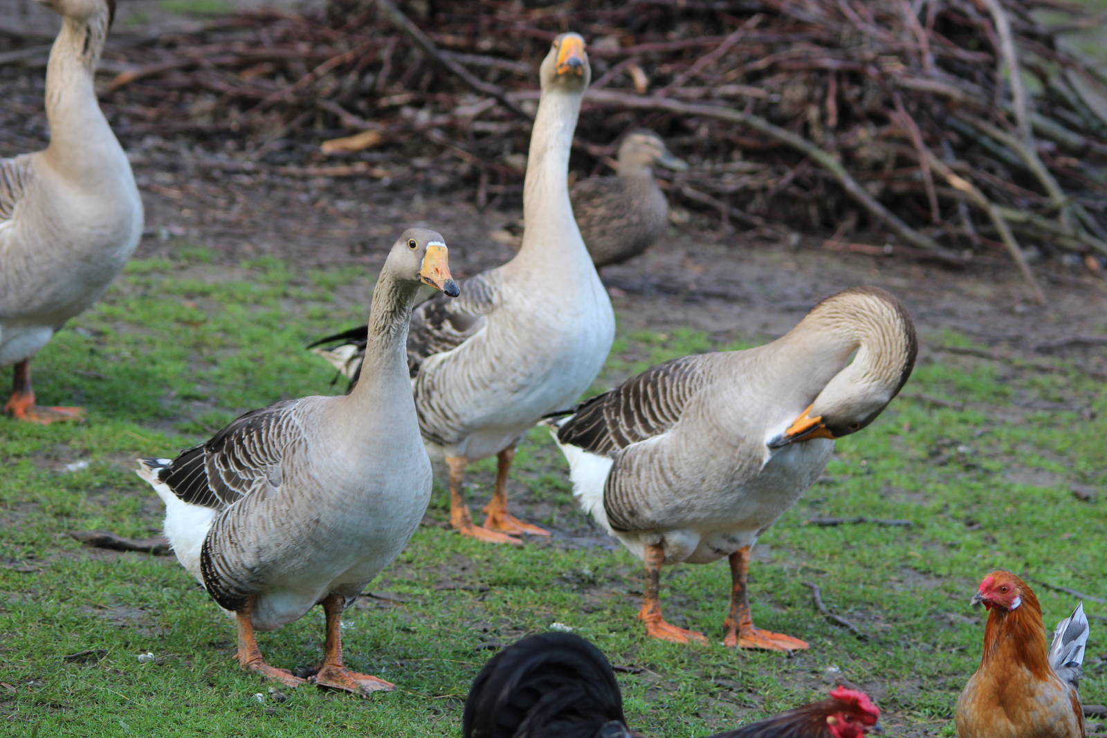 Greylag Geese, Reikorangi Pottery Park