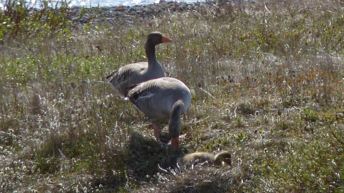 Greylag Geese