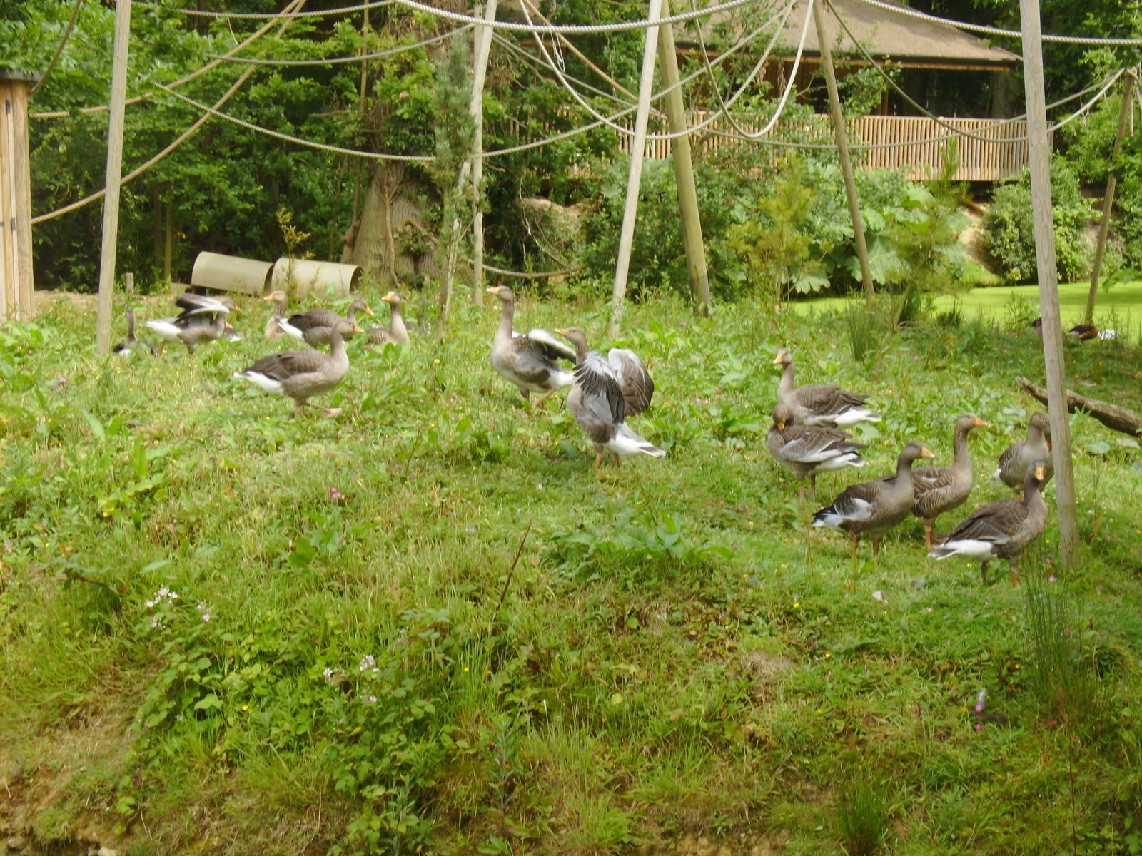 Greylag Geese