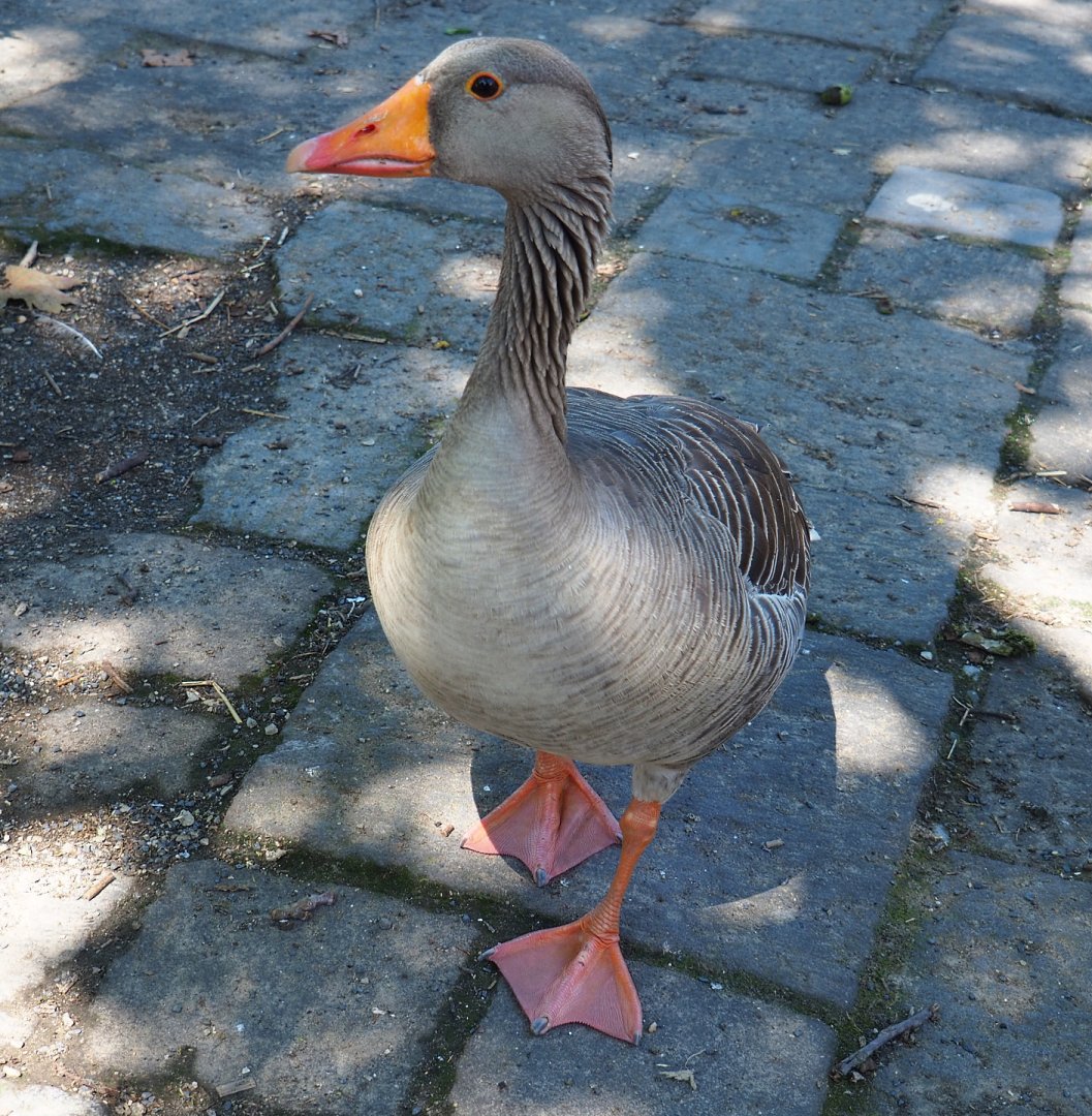 Greylag goose (Anser anser), 2022-06-28