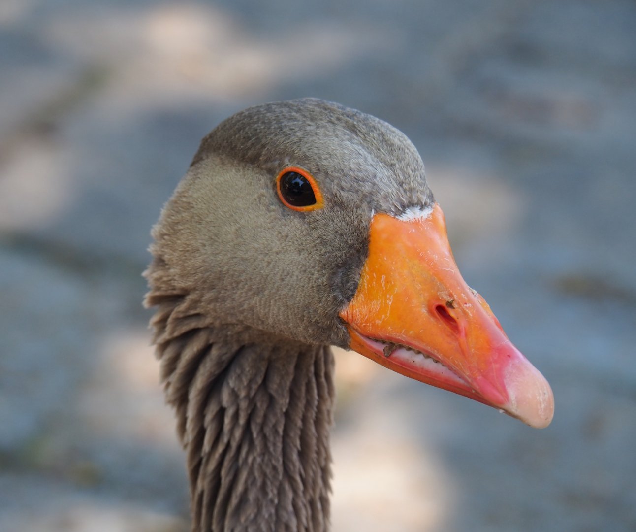 Greylag goose (Anser anser), 2022-06-28