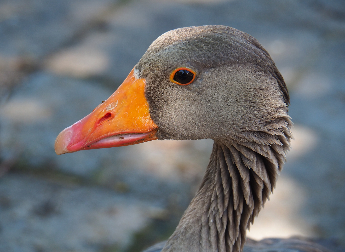 Greylag goose (Anser anser), 2022-06-28