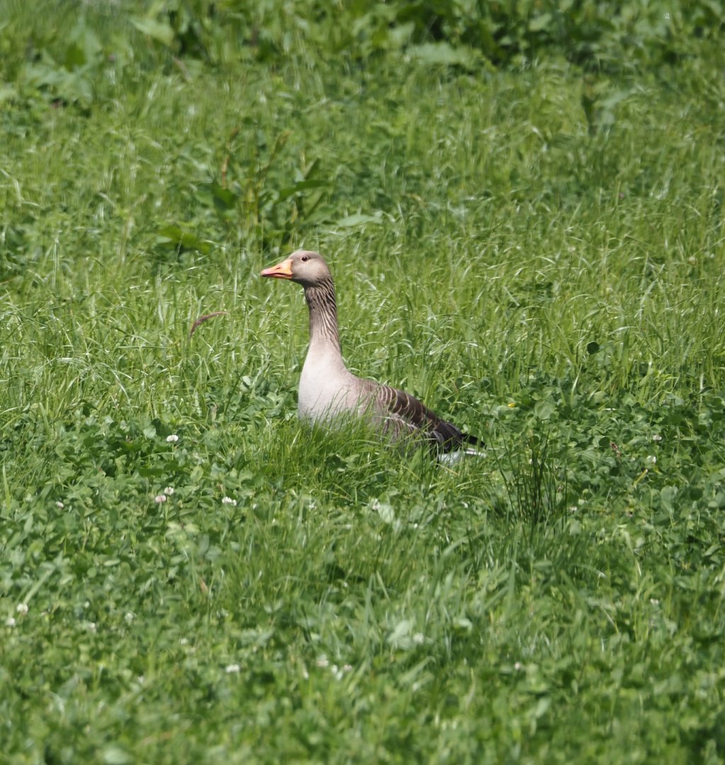 Greylag goose (Anser anser), Zwillbrocker Venn, 2025-05-26