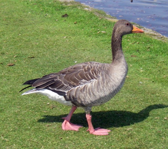 Greylag Goose (Anser anser)