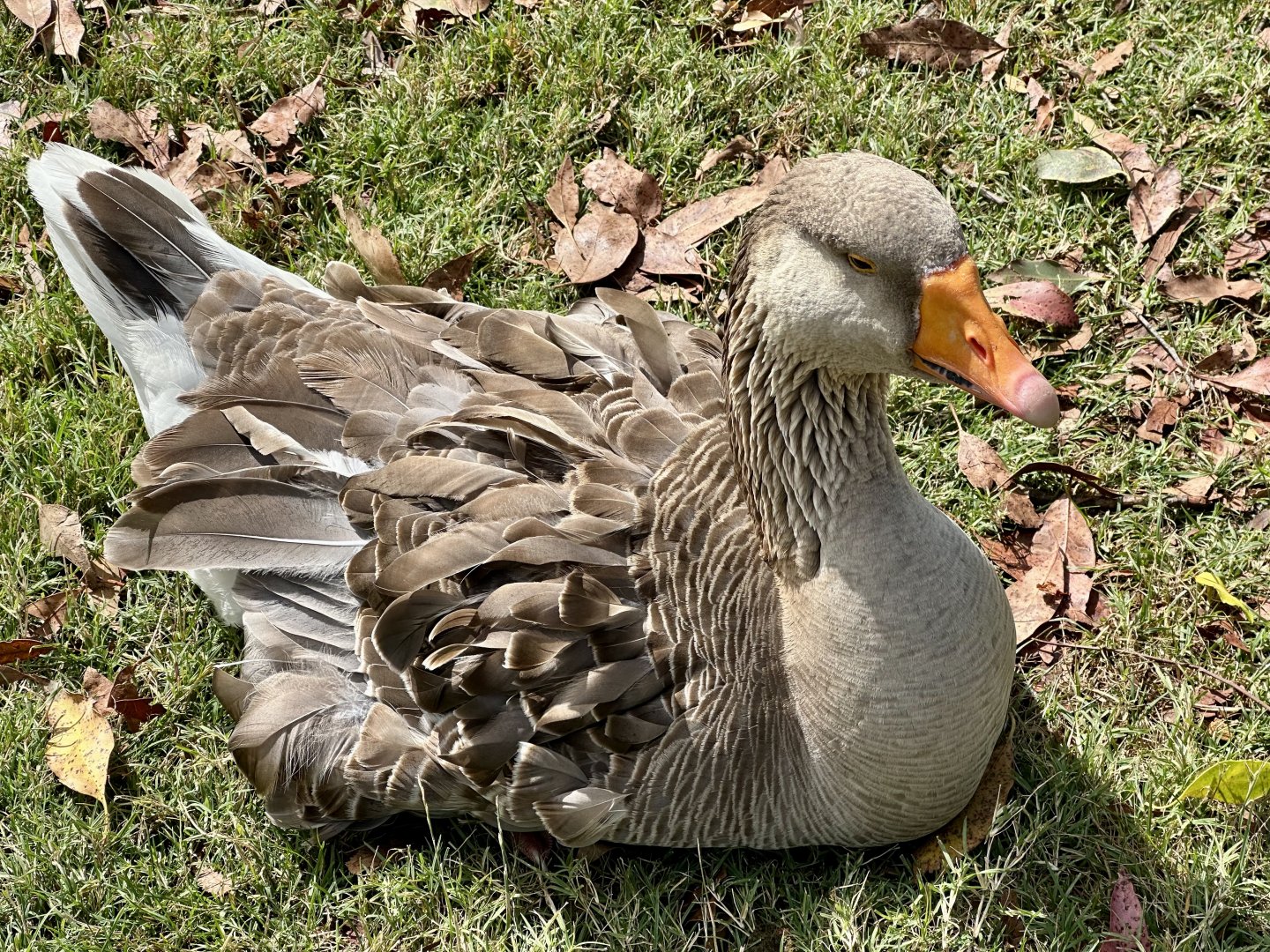 Greylag goose (Anser anser)