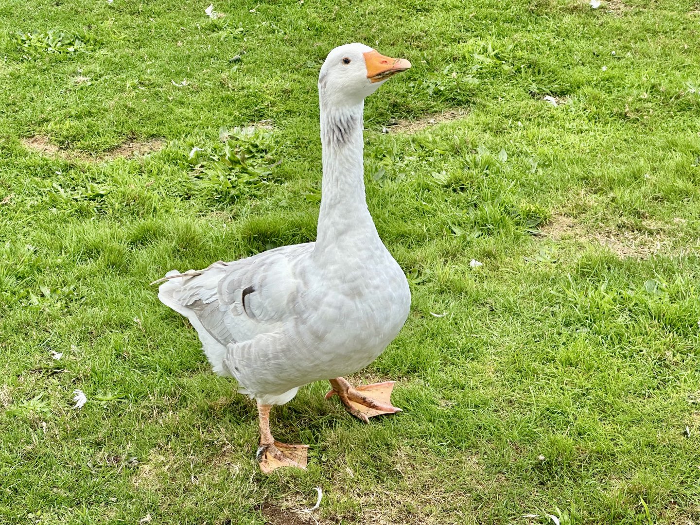 Greylag goose (Anser anser)