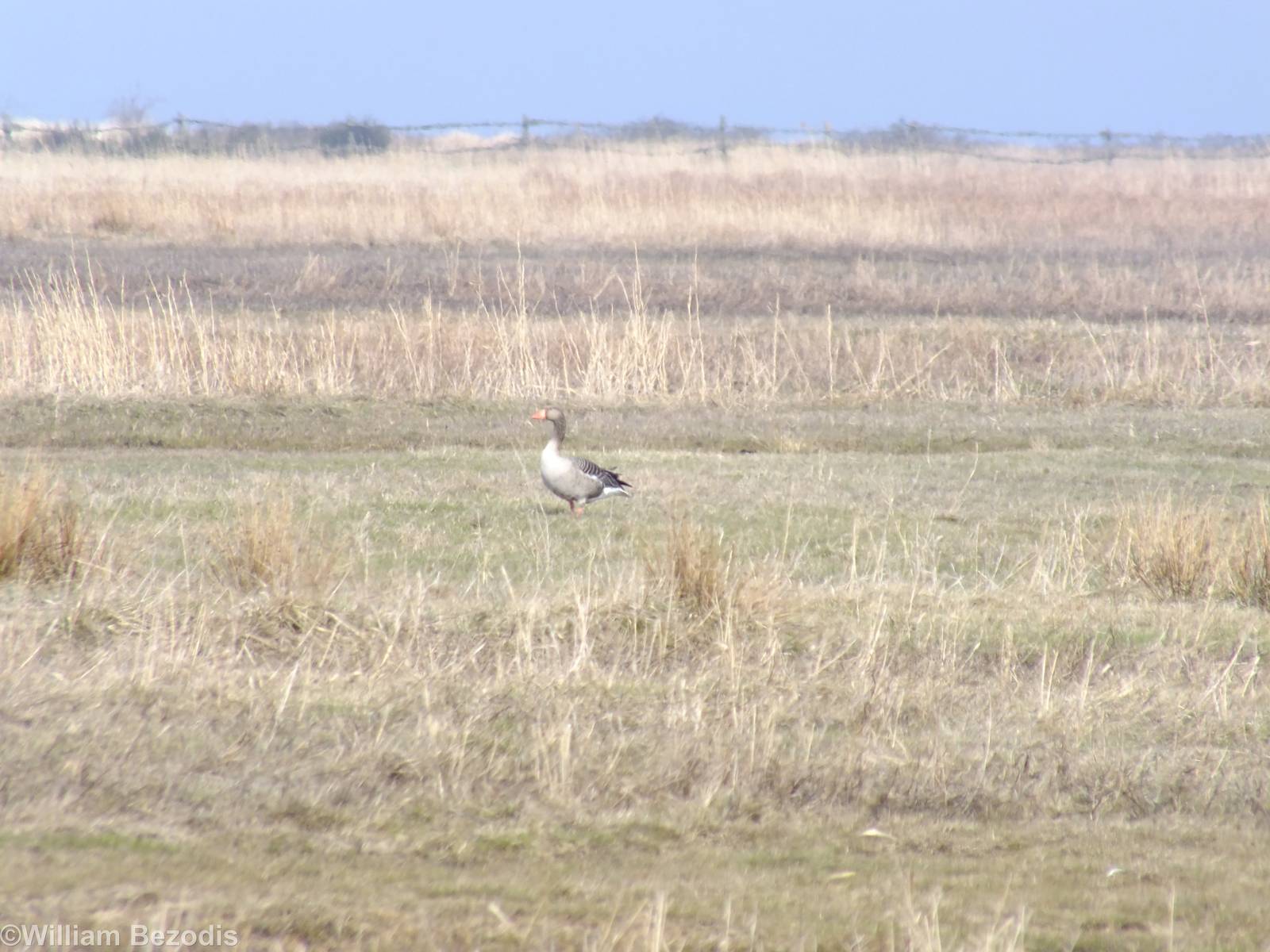 Greylag Goose - Beka Nature Reserve