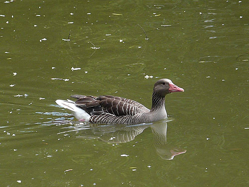 Greylag Goose in Kishinev Zoo