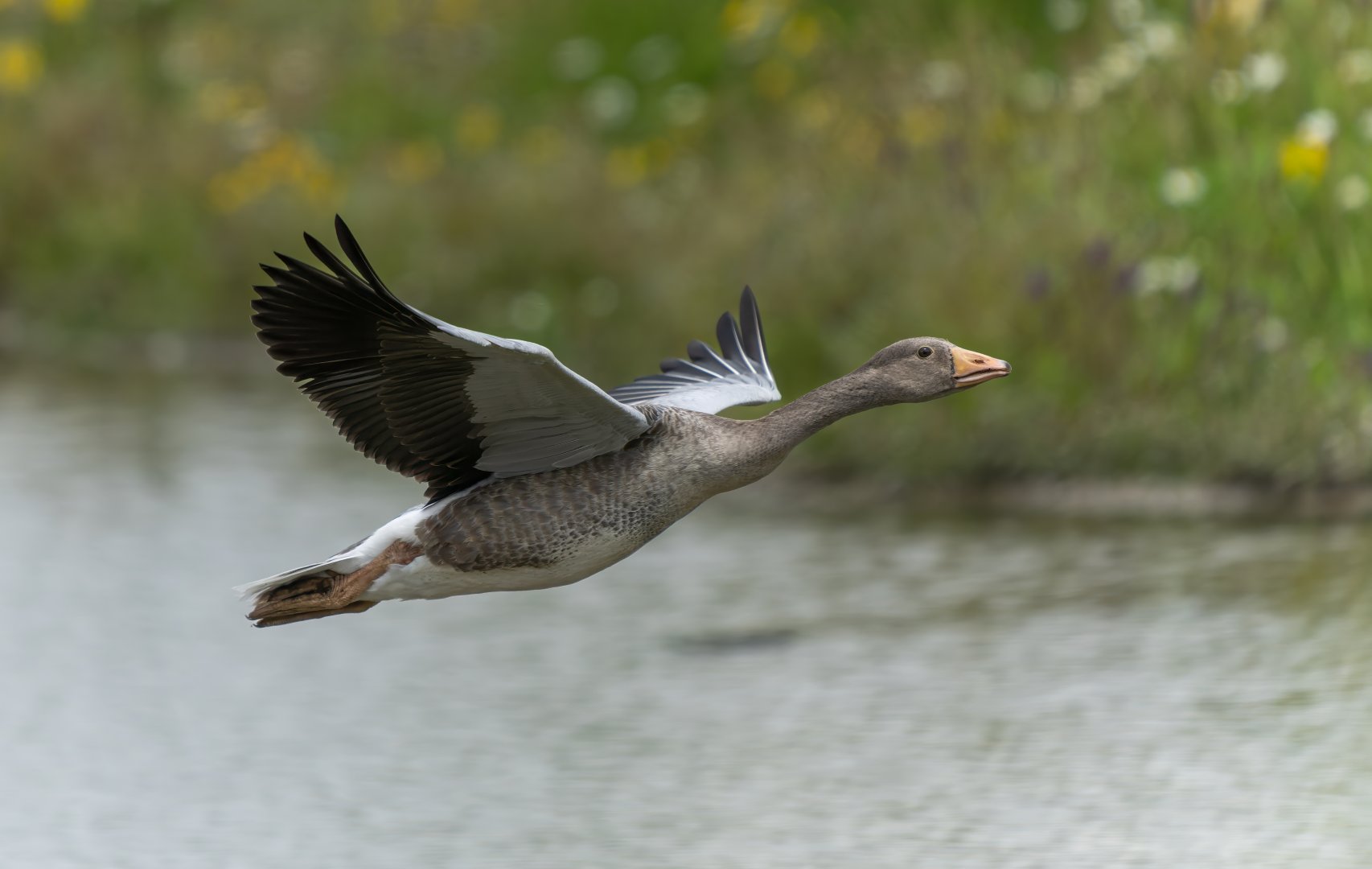 Greylag goose, wild, UK