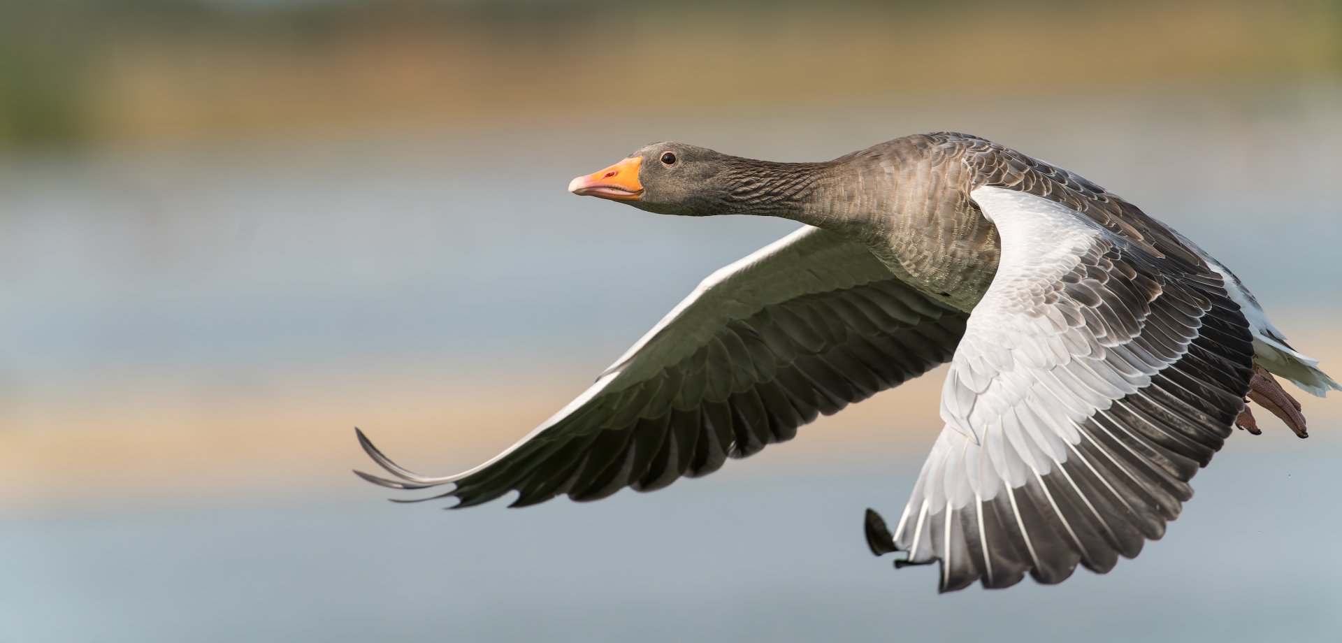 Greylag goose, wild, UK
