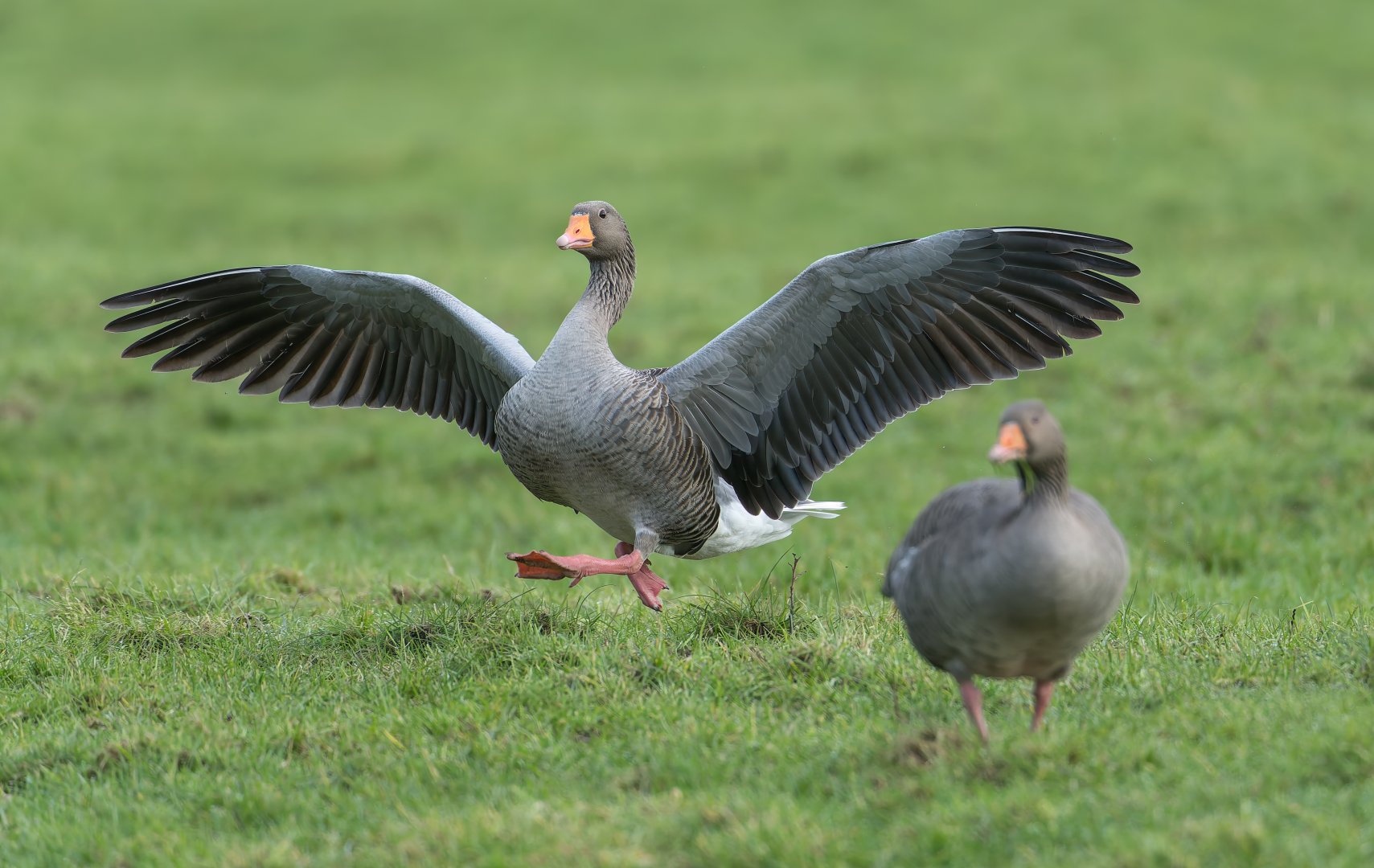 Greylag Goose (wild), UK