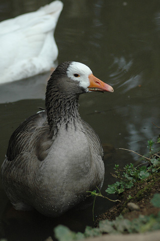 Greylag Goose
