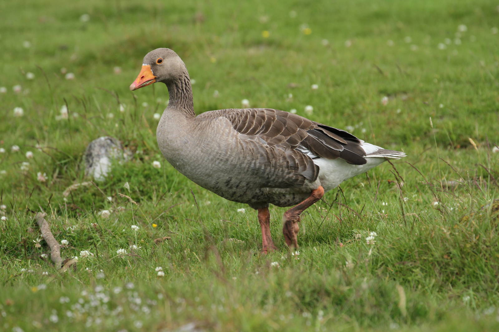 Greylag Goose