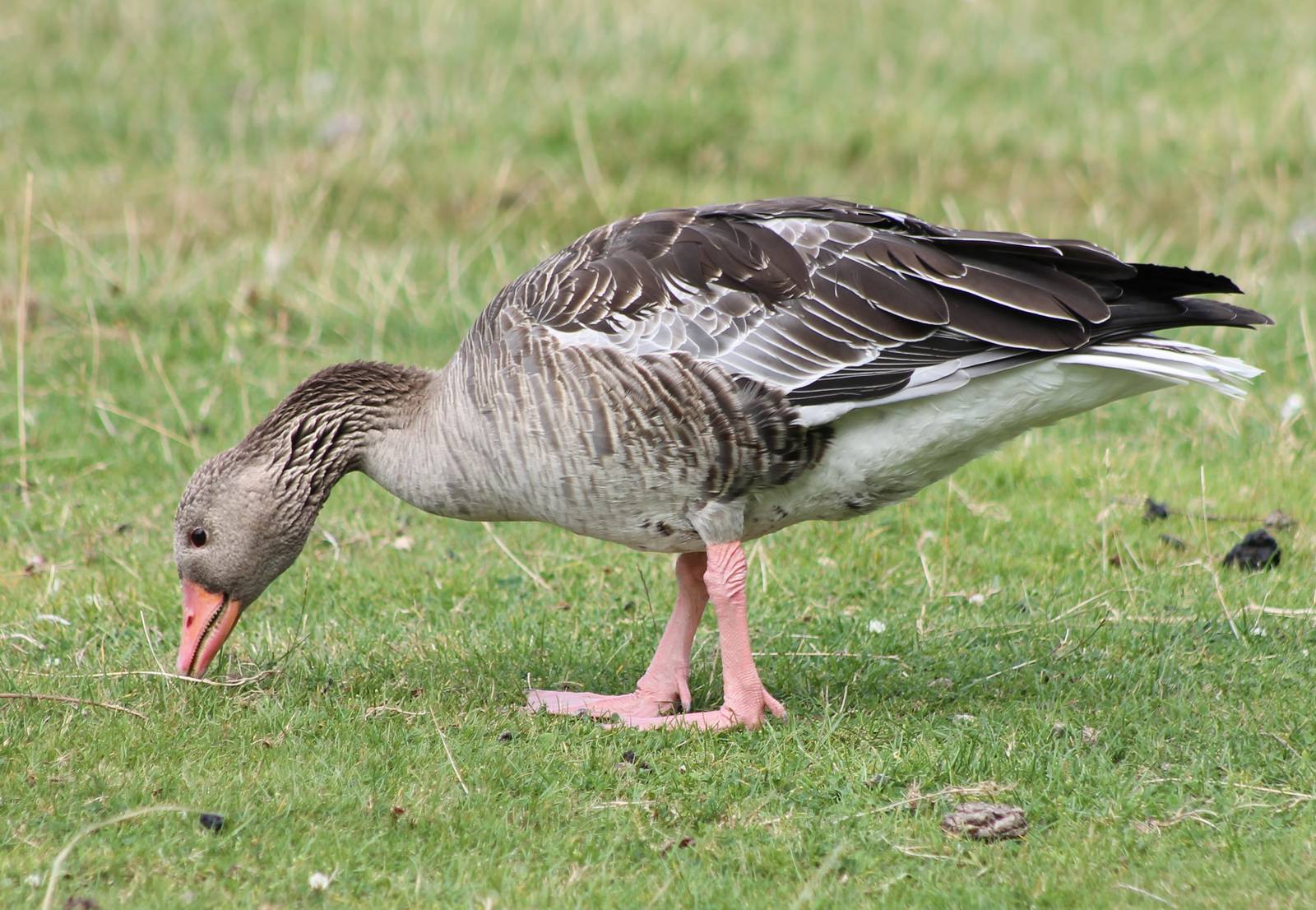Greylag goose