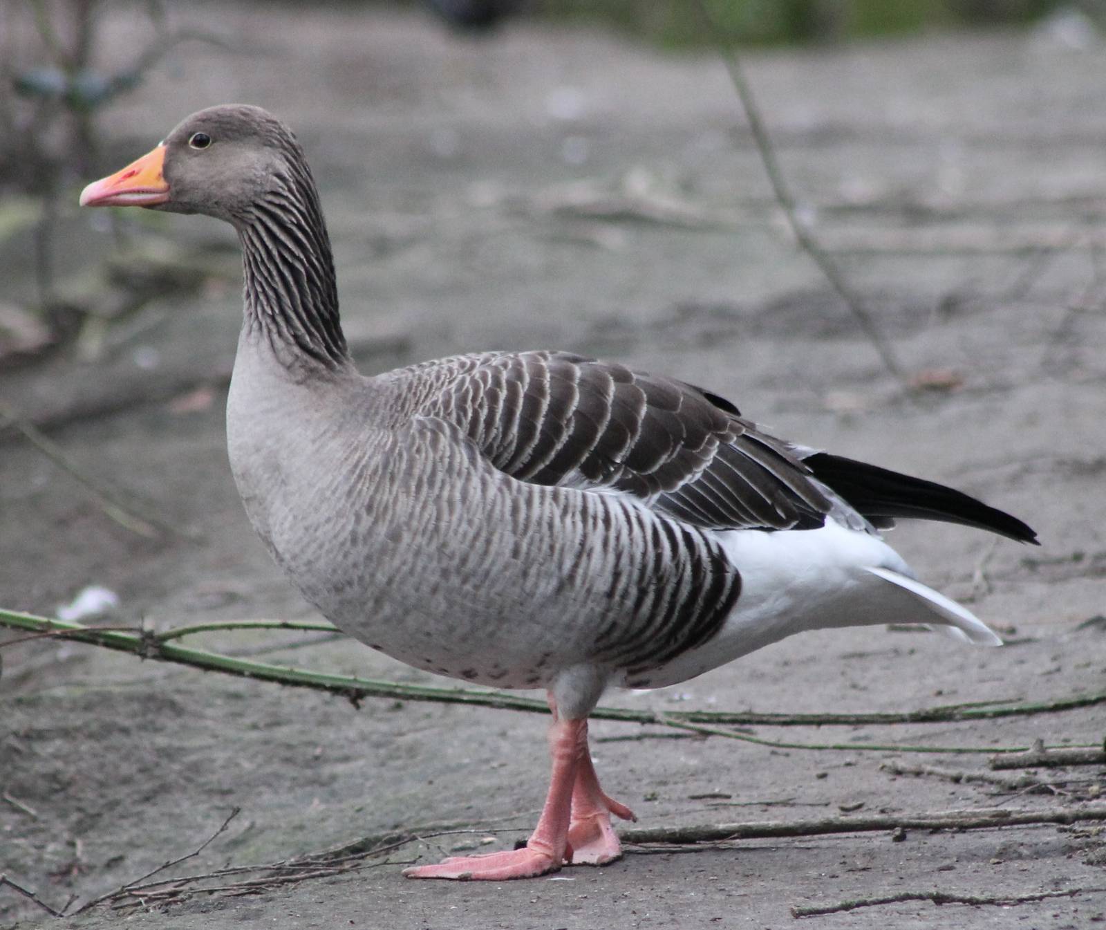 Greylag goose