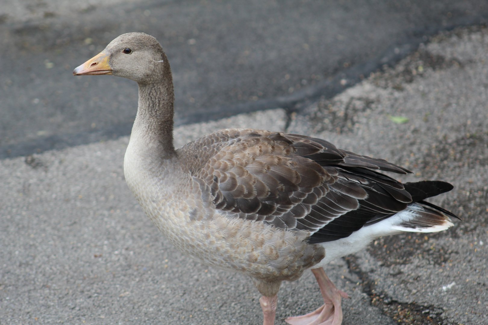 Greylag Goose