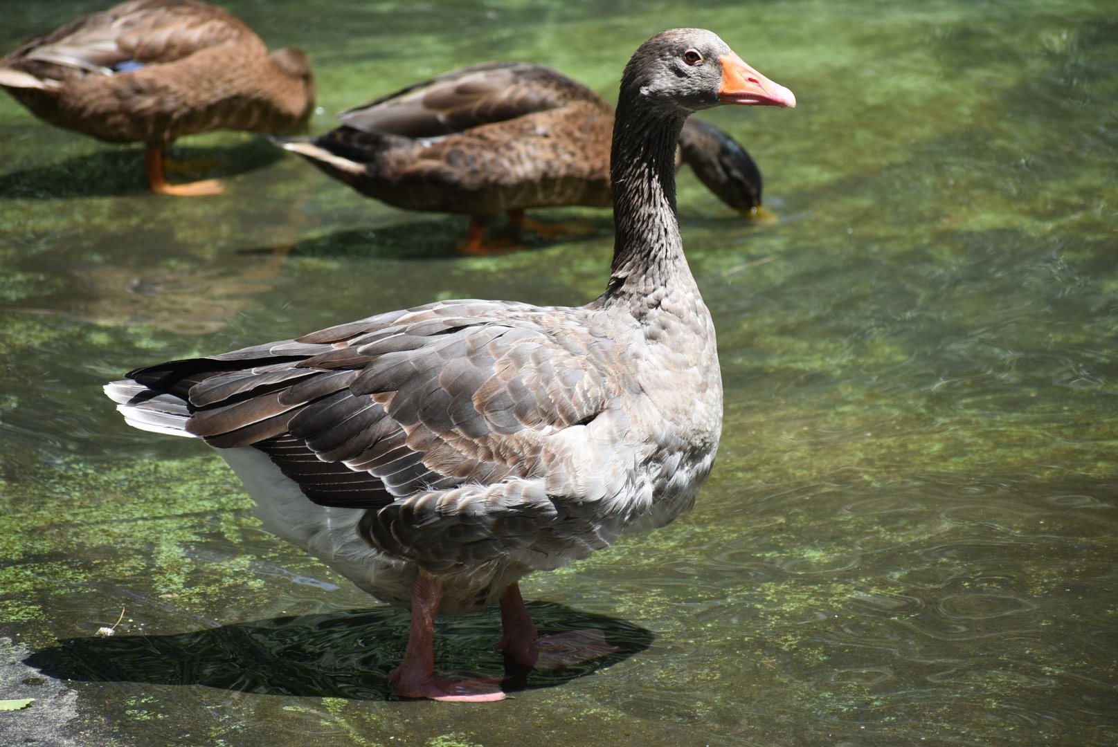 Greylag goose