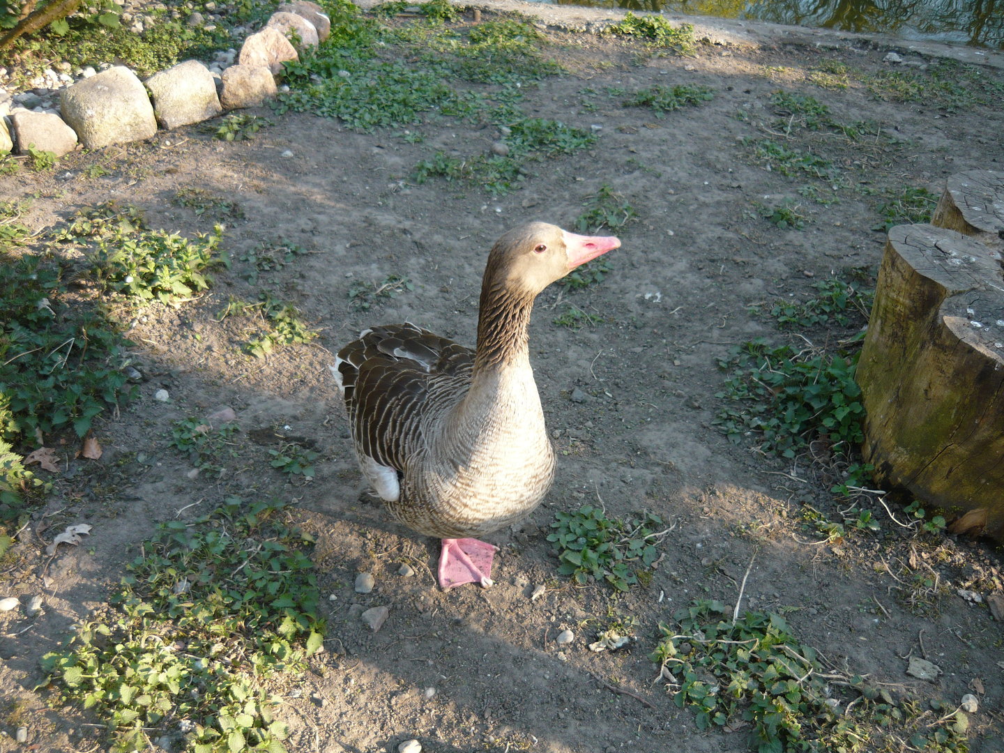 Greylag goose