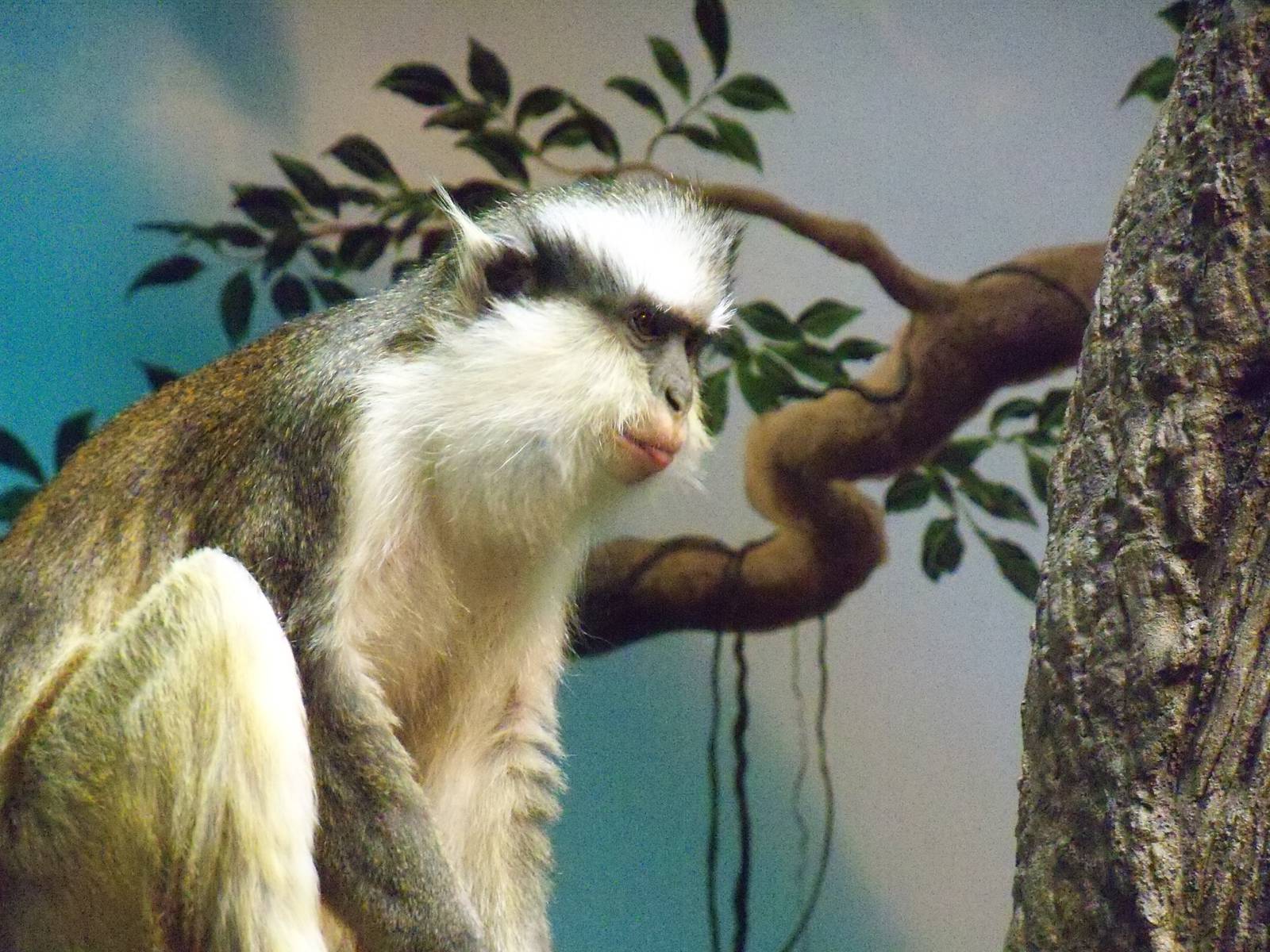 Grey's Crowned Guenon