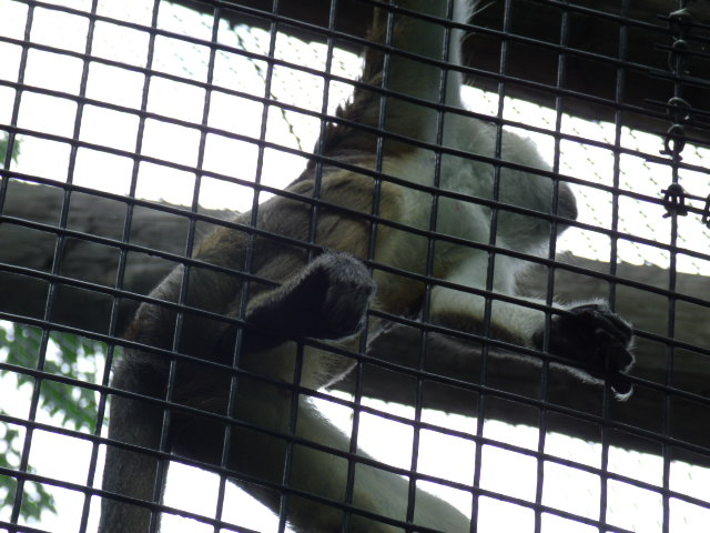 Grey's Crowned Guenon
