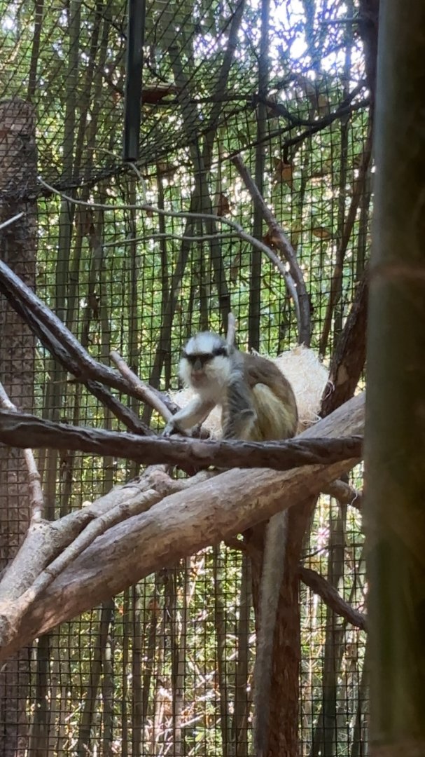 Greys Crowned Guenon
